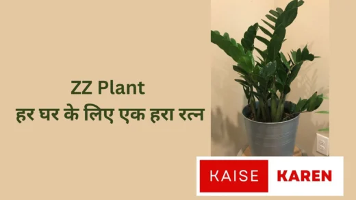 Zz Plant Care, Zz Plant Benefits, Zz Plant Watering, Zz Plant Care India, Zz Plant In Hindi, Zz Plant Full Form, Zz Plant Indoor Or Outdoor, Zz Plant Air Purifier,